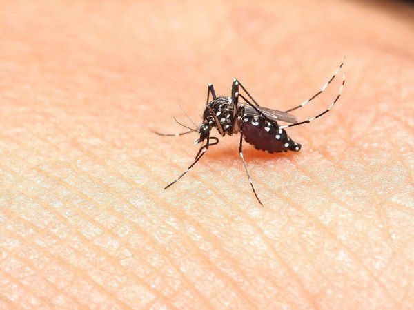 Hạn chế muỗi chích lên da là cách phòng bệnh sốt rét cần thực hiện 
