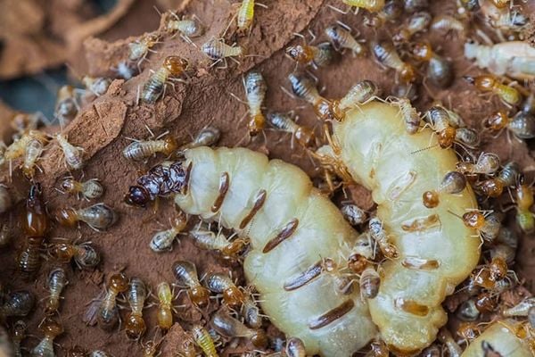 Cách tiêu diệt tổ mối dưới đất hiệu quả và an toàn