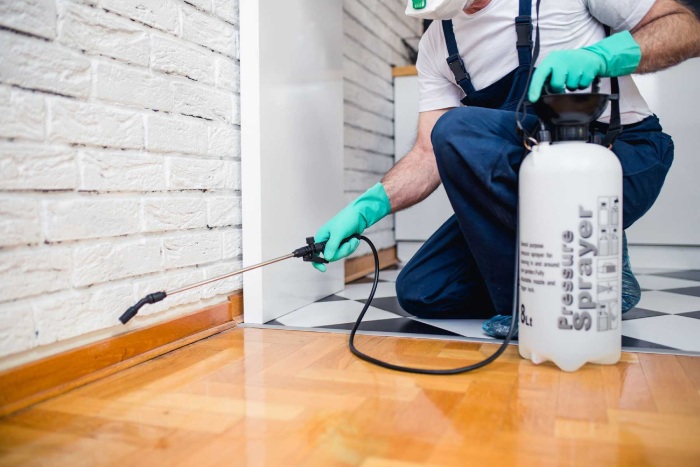 Phun thuốc diệt mối tận gốc
