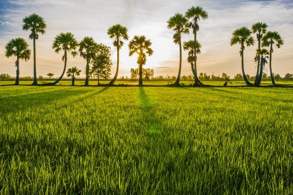 Rừng tràm Trà Sư (An Giang, miền Nam)