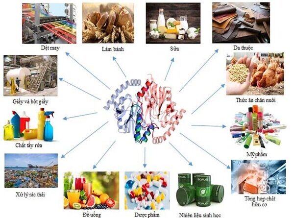 Tổng quan về enzyme công nghiệp