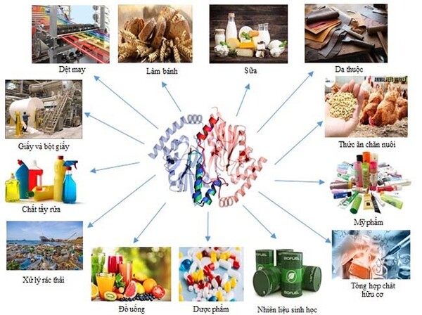 Tổng quan về enzyme công nghiệp